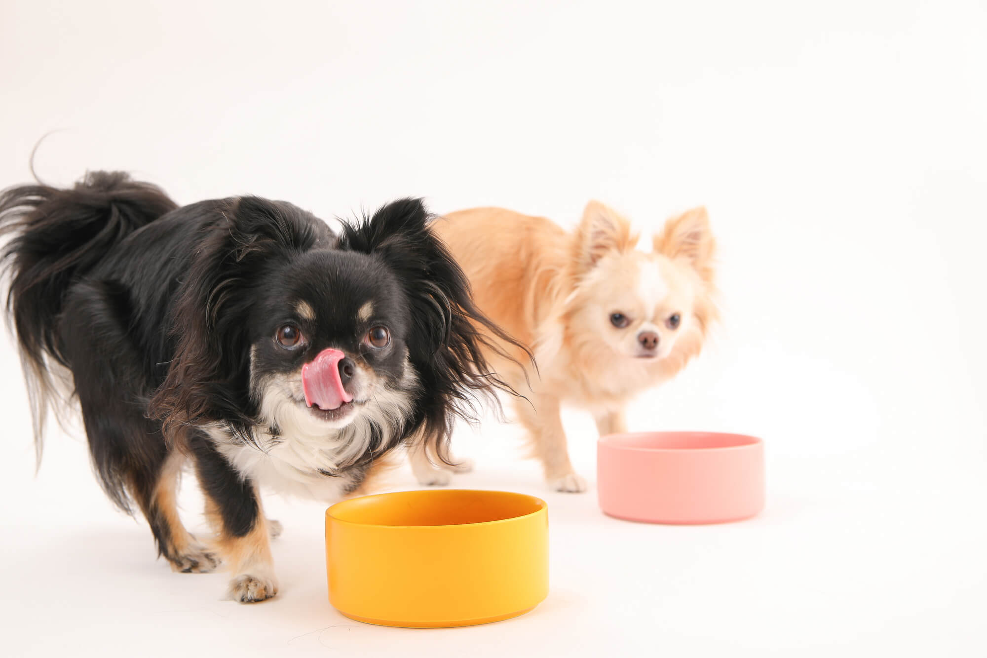 オリジンドックフードの口コミ・評判は？